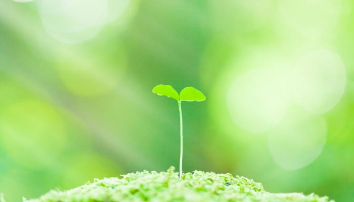 芽が芽生えて成長していく様子のイメージ
